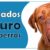 ¿Qué perros están obligados a tener seguro en Colombia?