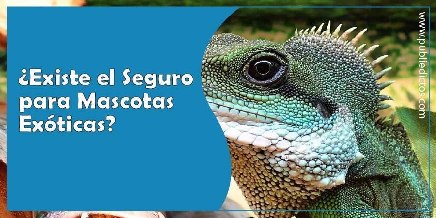 Seguros para Mascotas Exóticas: ¿Existen, Precio y donde se compra? 8 seguro para mascotas exóticas